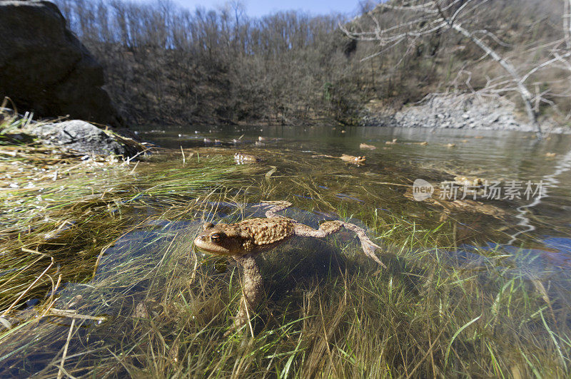 常见tod进入水中(Bufo Bufo)